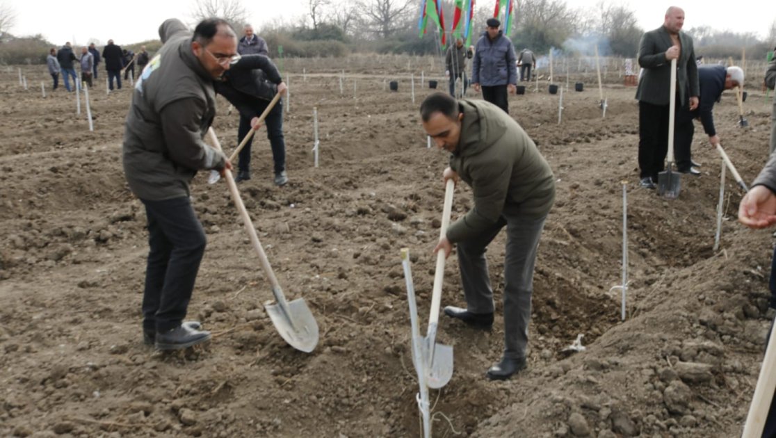 Salyan rayonunun meşə fondu torpaqlarında 5 mindən çox ağac əkilib