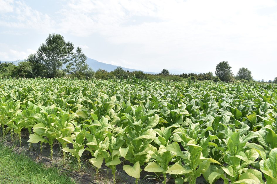 Bu il “Azərtütün”ün emal məntəqələrinə 11,5 min tondan çox yaş tütün verilib